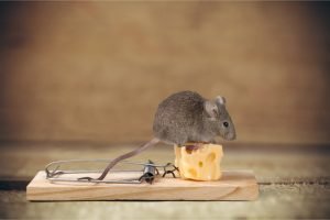 Mouse-Rodent-Jackson-Control