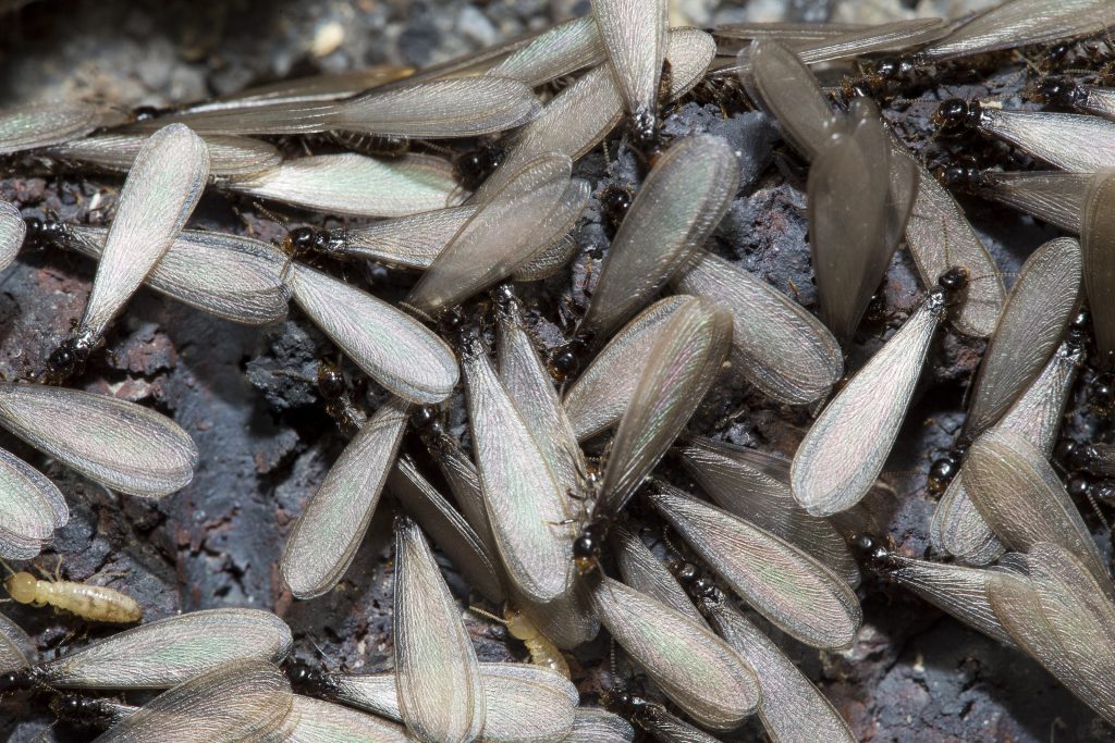 Termite-Service-Ridgeland-MS-Madison-Termite