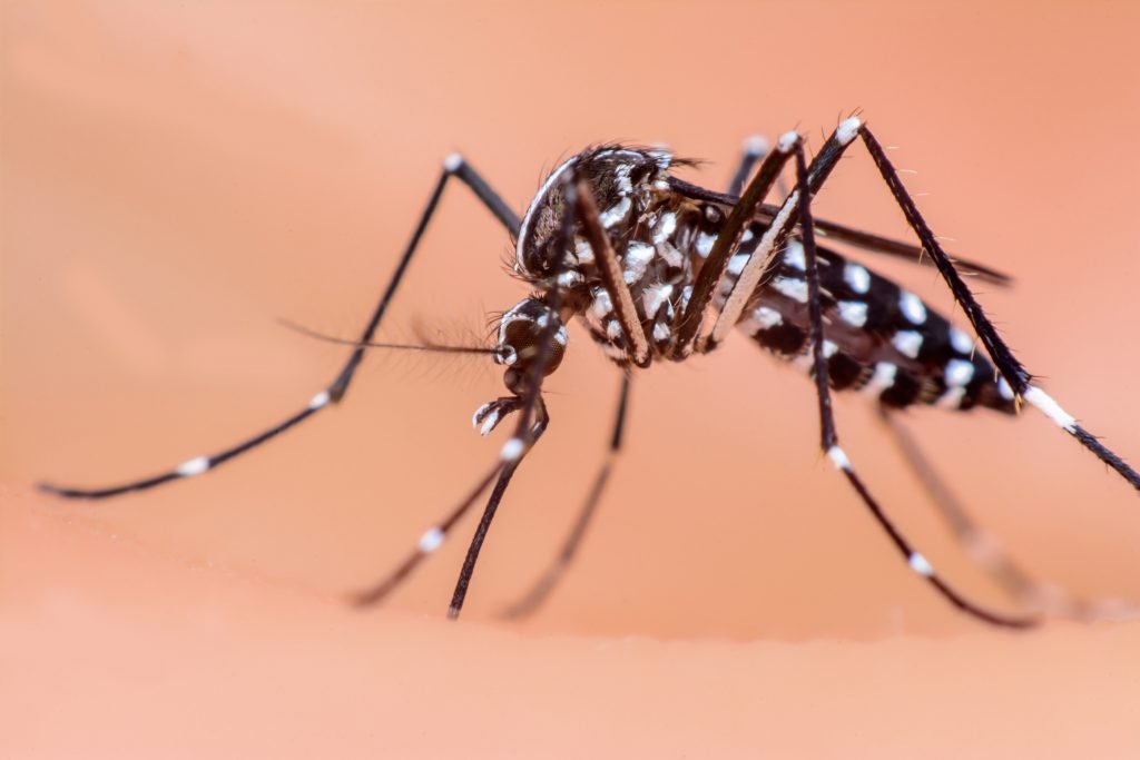 Mosquito-Control-Jackson-Madison-Mosquito