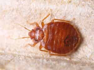 Bed-Bug-Jackson-MS-Ridgeland-Bed-Bug-Control