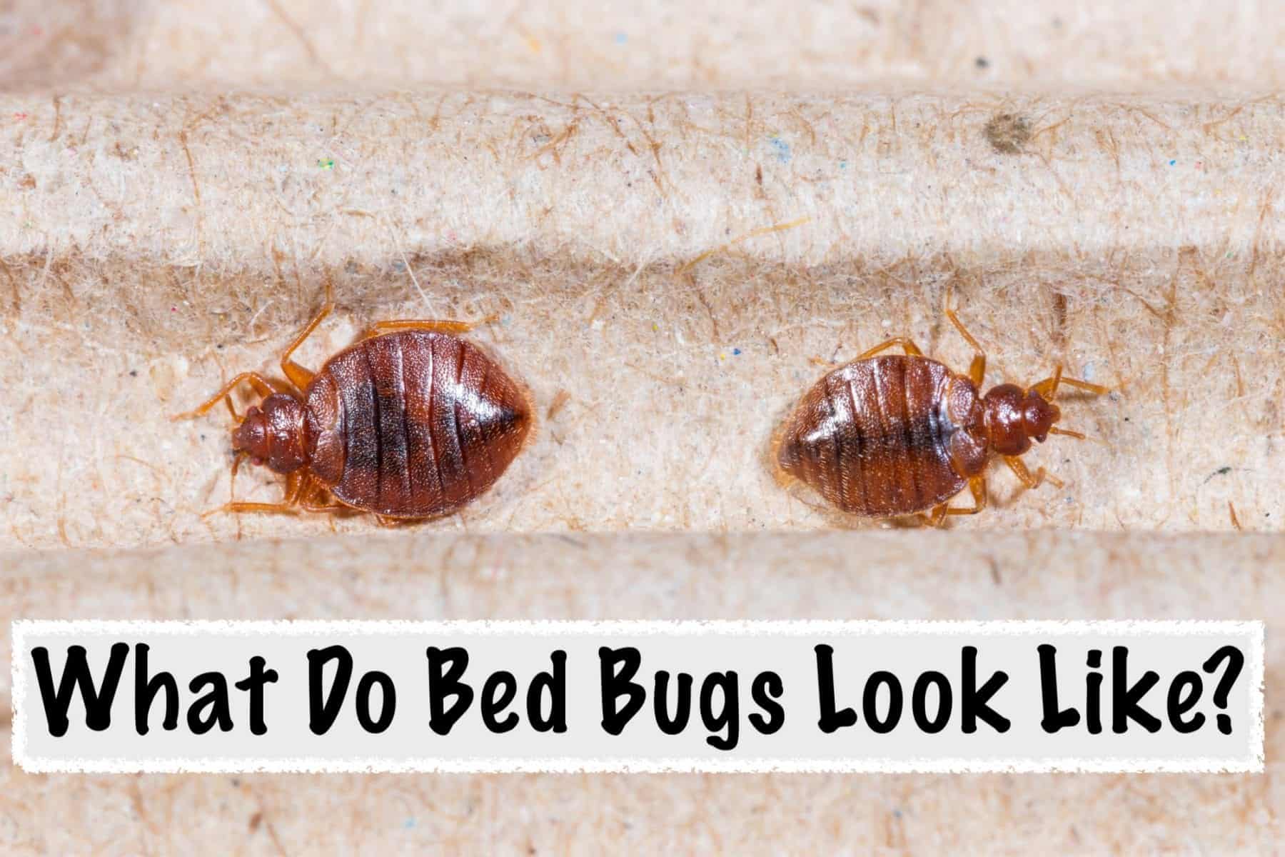 Batzner bed bugs