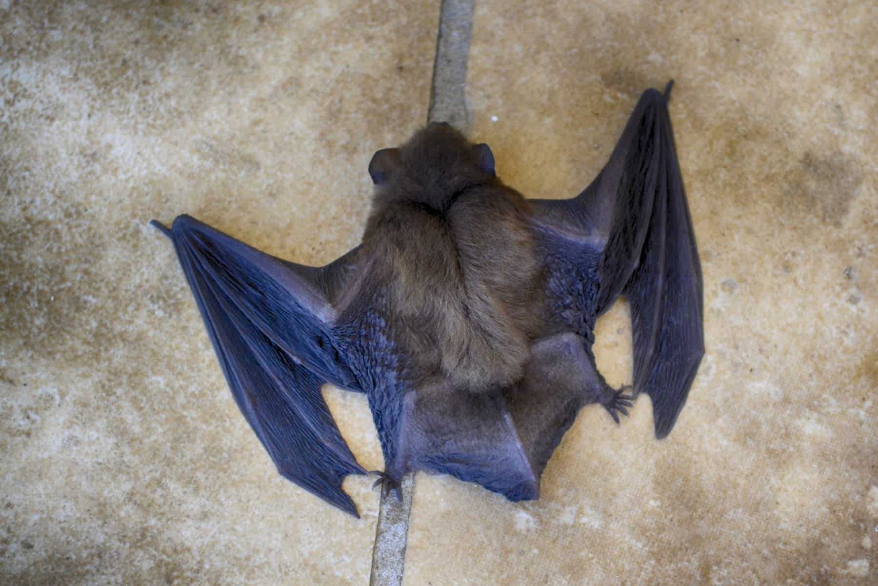 8 Factors Behind Bat Removal Cost Synergy