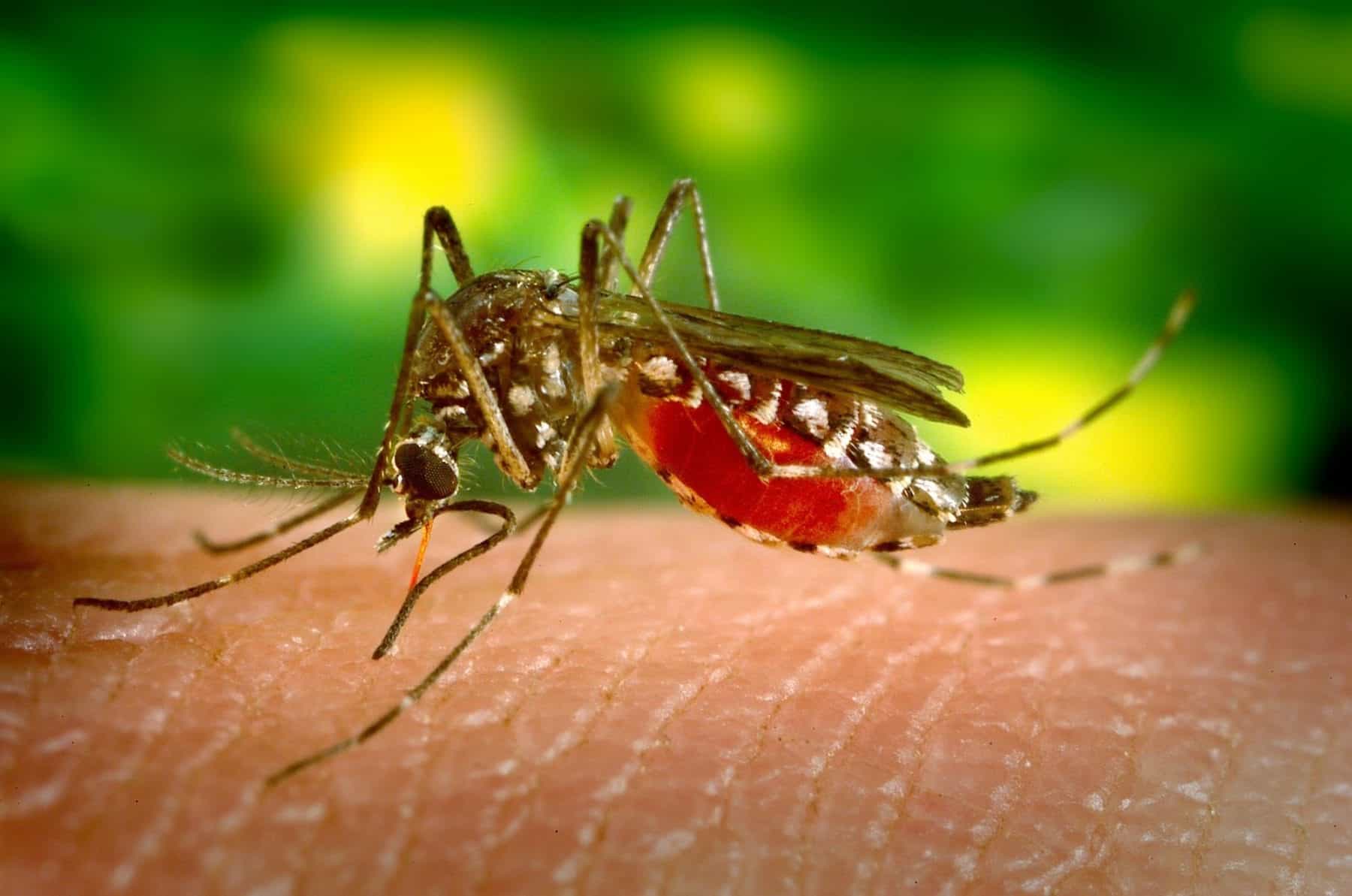 8 Dangerous Mosquito Diseases That Can Cause a Lifetime of Damage