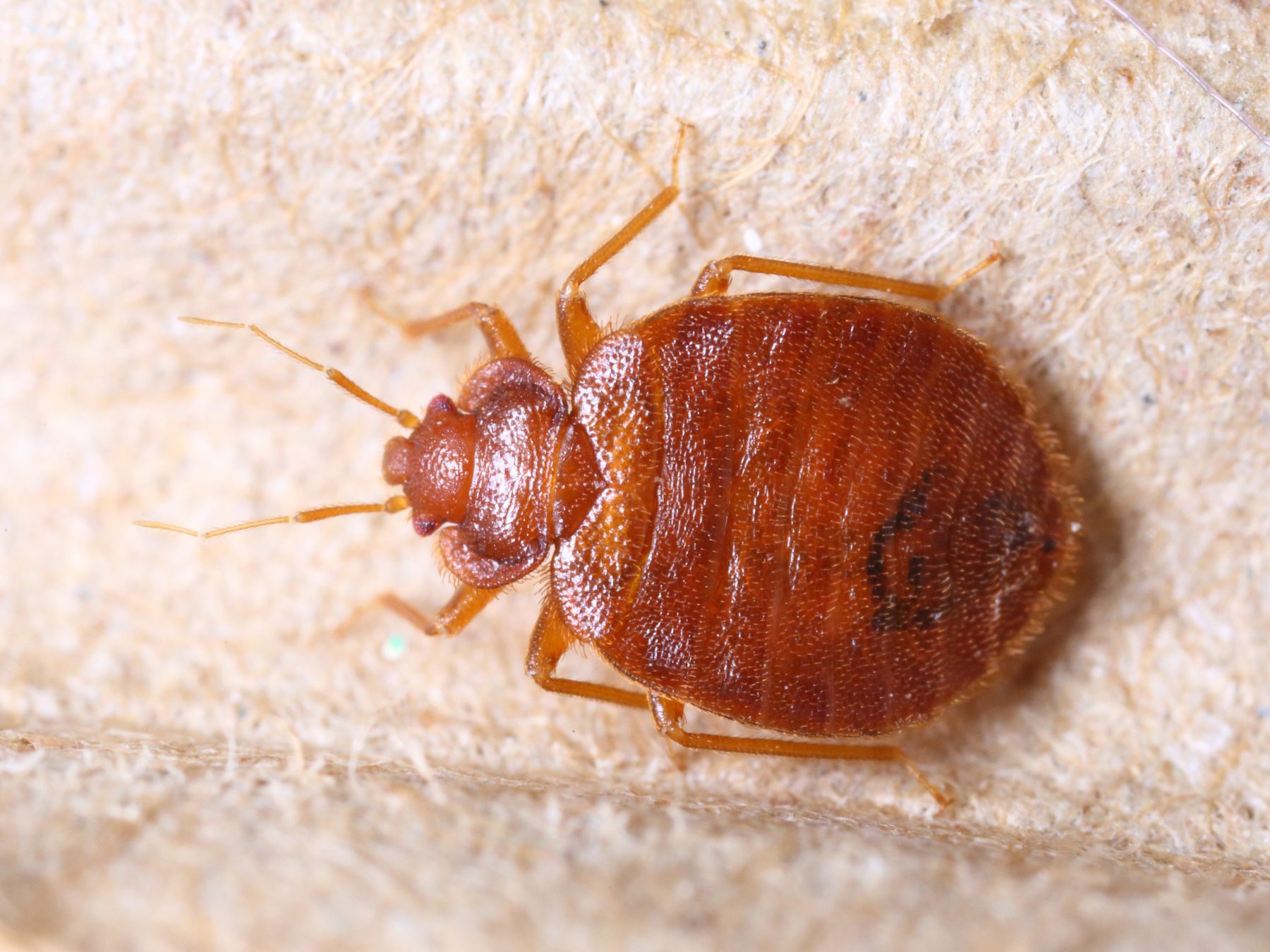 Do Bed Bugs Have Wings And Other Bed Bug FAQ's - Synergy²