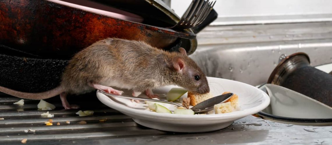 Close-up young rats (Rattus norvegicus) sniffs leftovers on a plate on sink at the kitchen. Fight with rodents in the apartment. Extermination.