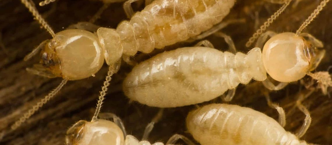 Termite-Ridgeland-MS-Termite-Jackson