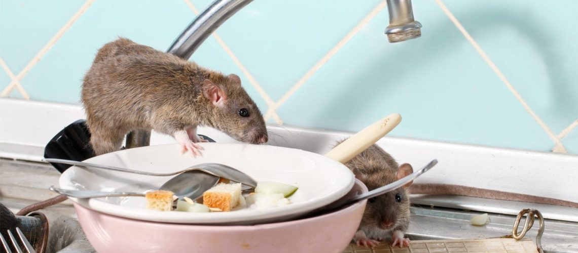 Top 7 FAQ's on Rodents-How To Get Rid of Mice & Rats - Synergy²