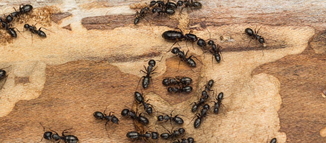 How To Get Rid Of Ants In Your Home Jackson Ms Synergy Synergy,Proposal Ideas At The Beach