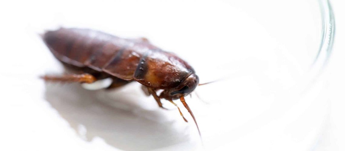 Close-up cockroach for study finding parasites in laboratory.