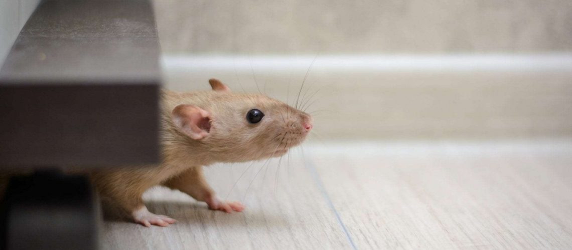 cute brown rat dumbo walking and sniffing around the house or apartment.
