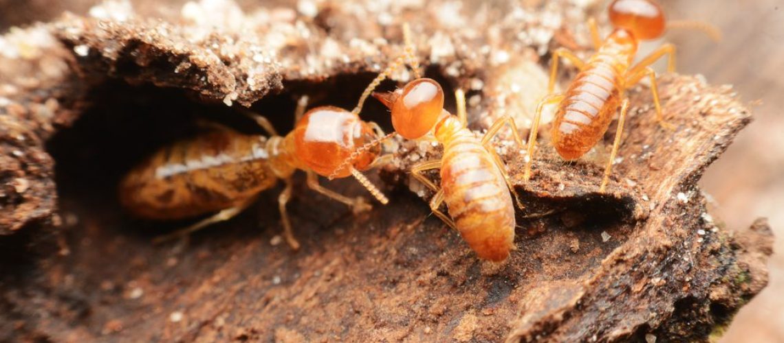 Close-up,Of,Worker,Termites,On,The,Forest,Floor