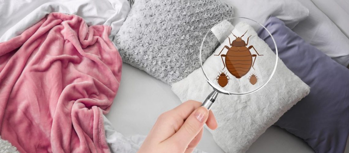 Woman,With,Magnifying,Glass,Detecting,Bed,Bugs,In,Bedroom