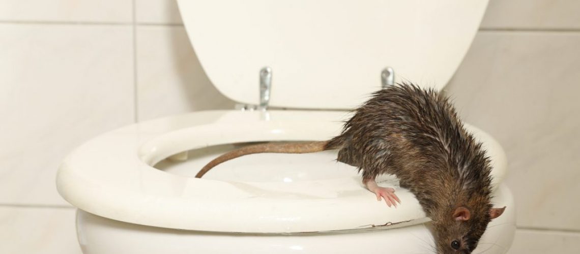 A,Wild,Norway,Rat,Is,Coming,Out,Of,The,Toilet