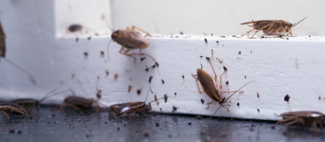 A,Lot,Of,Cockroaches,Are,Sitting,On,A,White,Wooden