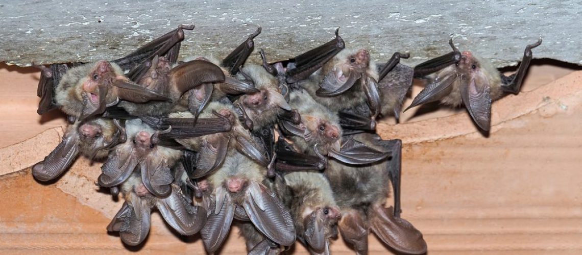 Group,,,Colony,,Nursey,Of,Brown,Long-eared,Bat,(plecotus,Auritus)