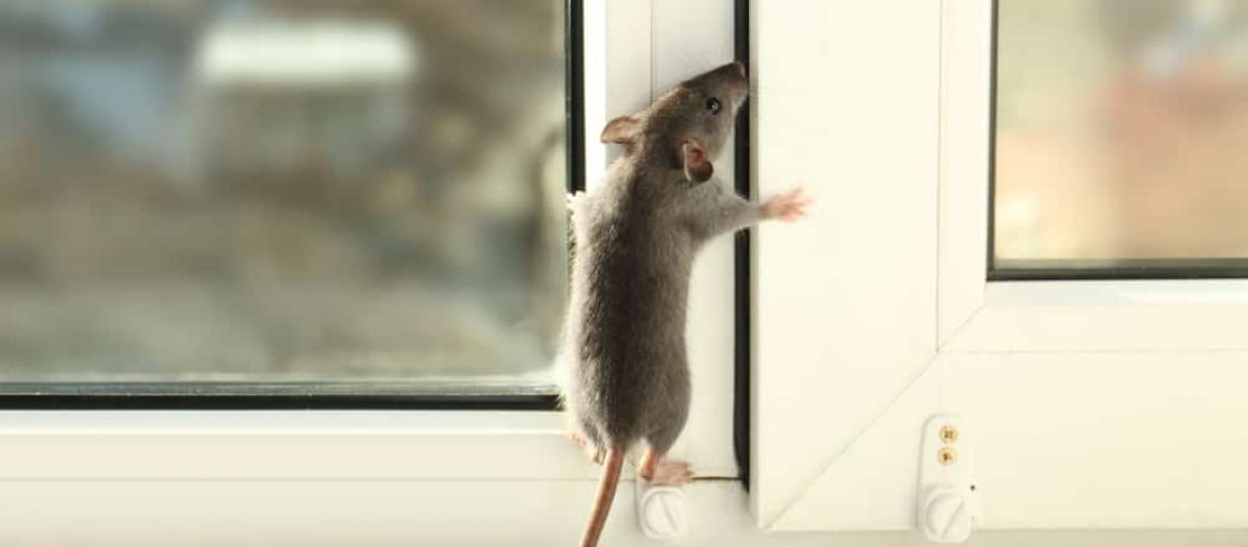 Cute,Little,Rat,Climbing,Up,The,Window