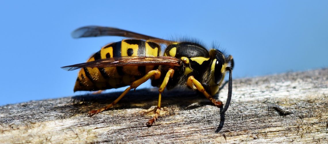 Blog How To Get Rid Of Yellow Jackets Free Estimate